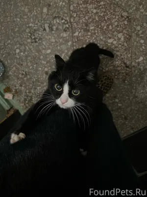 Чья потеряшка??? Вчера не было...