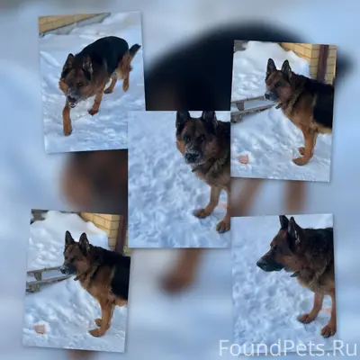 Пропал пес,6.02 в 15...