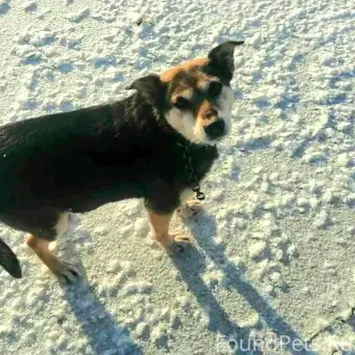 Пропала собака кто видел нашел...