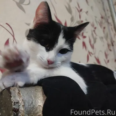 Ищет маму-папу добрая девочка,...