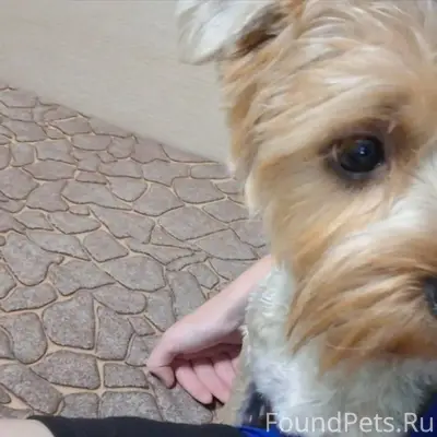 ПРОПАЛА СОБАКА вышел в 21:00ч....