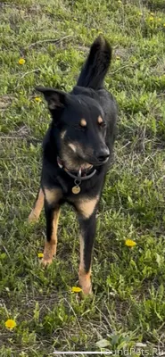 🆘 ПРОДОЛЖАЕМ ПОИСКИ СОБАКИ 📍 М...