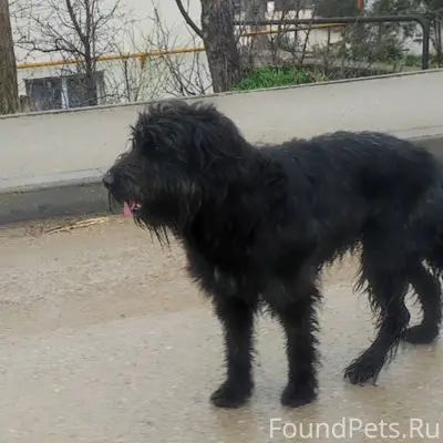 ЧЬЯ СОБАКА? район ВЕРХНЕСАДОВО...