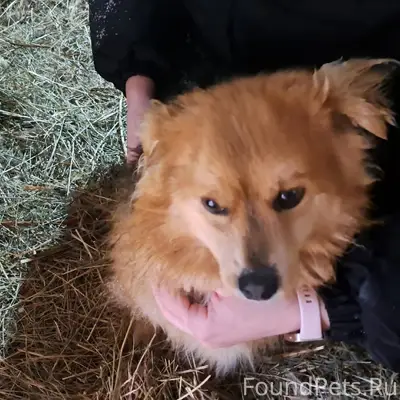 Найдена собака. Бегала по доро...