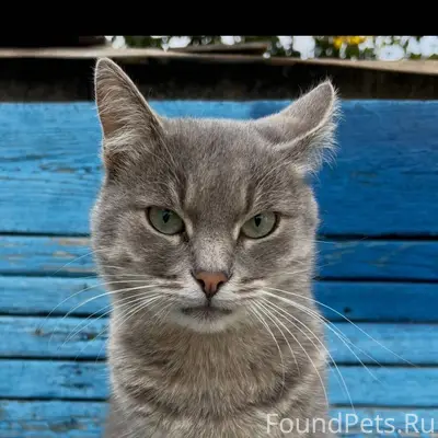 ‼️Пропал кот‼️ Район порта, ме...