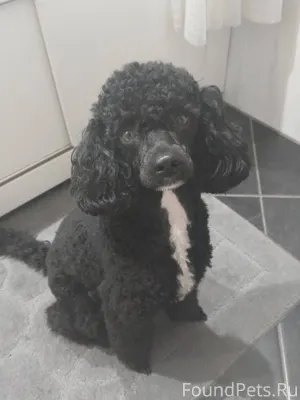 Потерялась собака, пудель, кли...