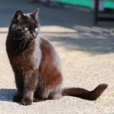 У нас пропала кошка. С 27...