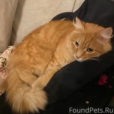 Найден кот. Был весь в льдышка...