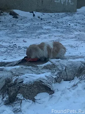 🆘❗️🆘❗️ЗАМЕРЗАЕТ КОТ НА МУСОРКЕ...