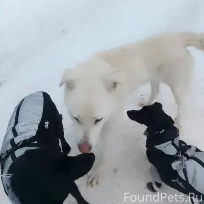 🆘🆘🆘 СРОЧНО ИЩЕМ ХОЗЯИНА ‼️‼️‼️...