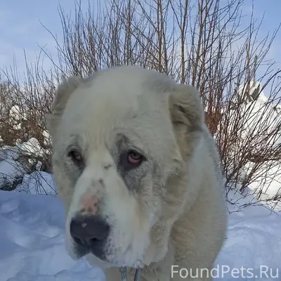 Чей ребёнок потерялся? Щенок А...