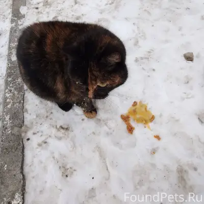 Кто потерял кошку? 😿 Ухоженная...