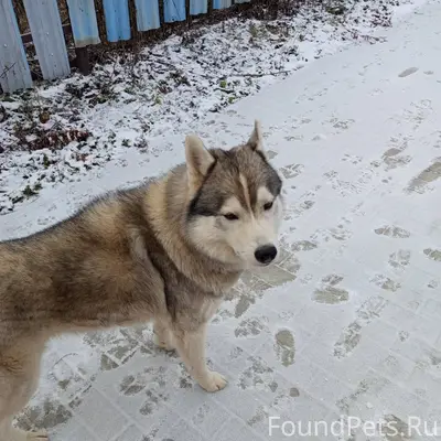 Пропала собака. Зовут Лордик, ...