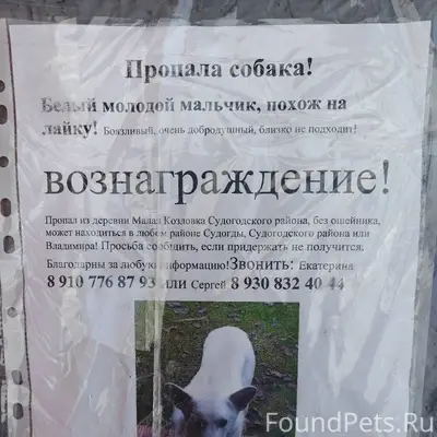 Пропала собака. Похож на лайку...