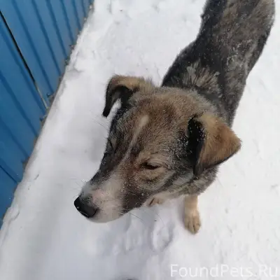 Потерялась собака, девочка сел...