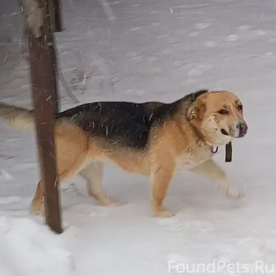 Дорогие бузулучане! Просим вас...