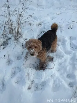 Добрый день, убежала собака, к...