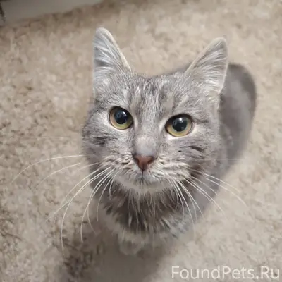 Найдена кошка, ул Радищева, ул...