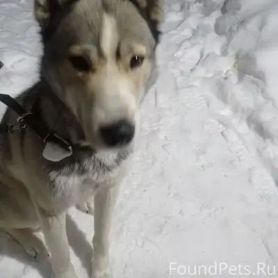 Дорогие друзья , нашли молодог...