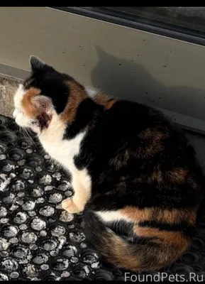 Пропала кошка! Может кто-нибуд...