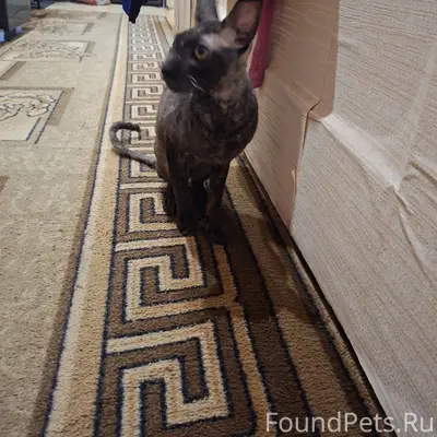 Найден кот на островского Може...