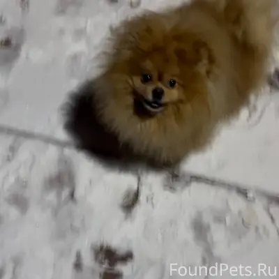 Помогите найти! Пропала собака...