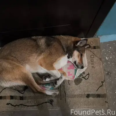 ⚡❗Чья потеряшка?❗⚡ Найдена соб...