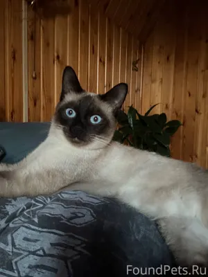 ПРОПАЛ КОТ ‼️ Откликается на и...