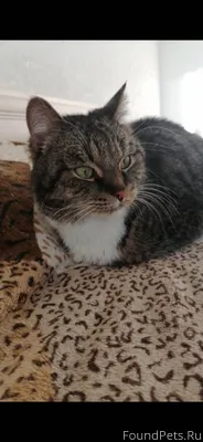 Найдена кошка (кот) в подъезде...