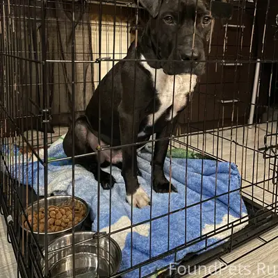 НАЙДЕНА СОБАКА !!! ЦЕНТР!!! Ме...