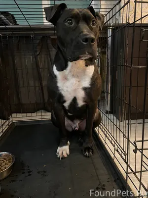 НАЙДЕНА СОБАКА !!! ЦЕНТР!!! Ме...