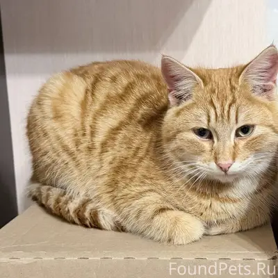 Найден кот на улице Урицкого. ...