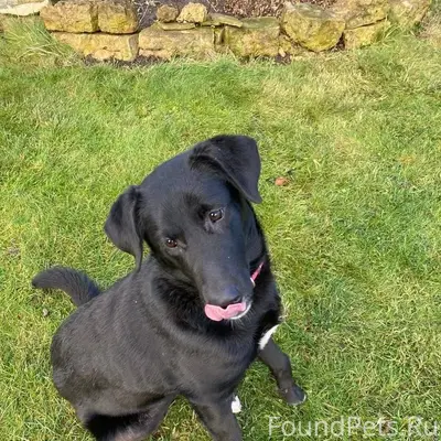 СРОЧНО НУЖНА ЛЮБЯЩАЯ СЕМЬЯ КОТ...