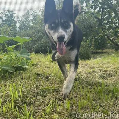 Потерялась собака 07.02.2026 в...