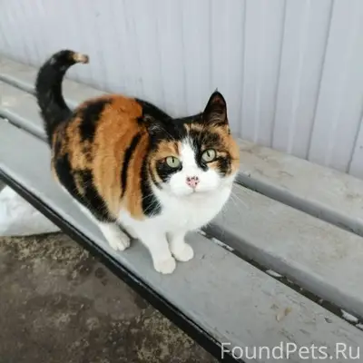 Пропала кошка с места обитания...