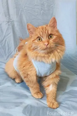 Москва, Можайск. 💖 Рыжая кошка...