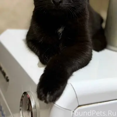 Здравствуйте. Пропал кот на ул...