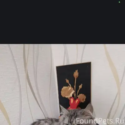 Найдена кошка , ул.Северная . ...