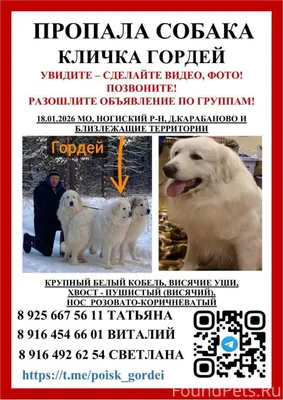 ❗️Потерялась собака, пиренеец ...