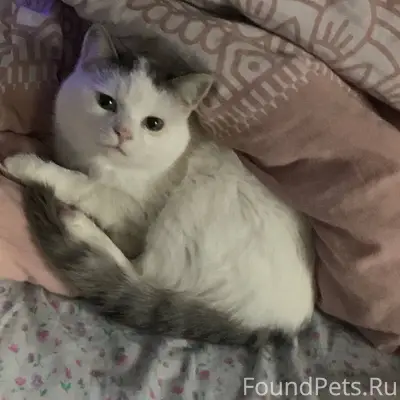 Пропал кот…Может быть кто-то в...