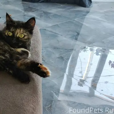 Пропала кошечка . в пятницу ут...