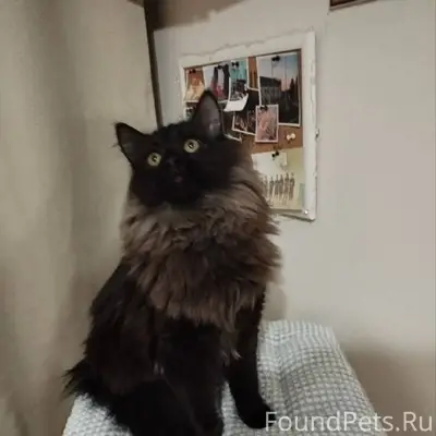 🆘 ПРОПАЛ КОТ! ПОМОГИТЕ ВЕРНУТЬ...