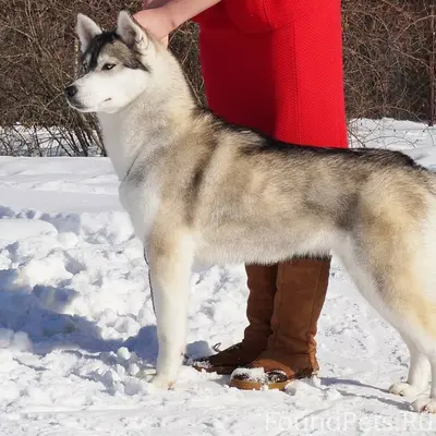 ❗СРОЧНО!!! ПРОПАЛА СОБАКА!!! П...