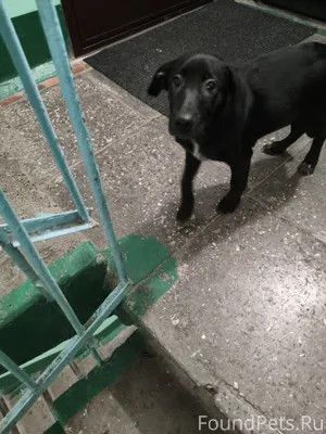 Никто собаку не терял? Бегает ...