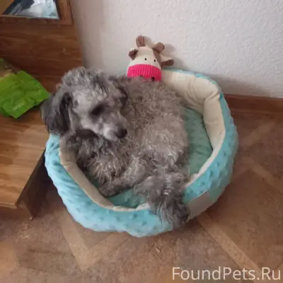 Пропала собака. Карликовый пуд...