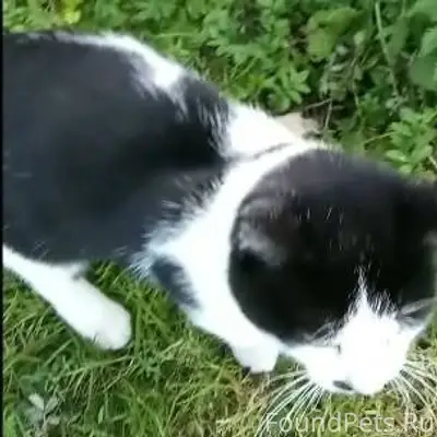 Кузя пропал. Пять дней уже его...