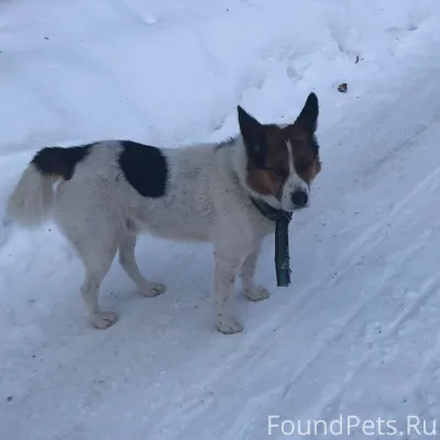Сегодня меня в магазин провожа...