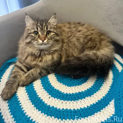 В районе 14 школы пропала коше...