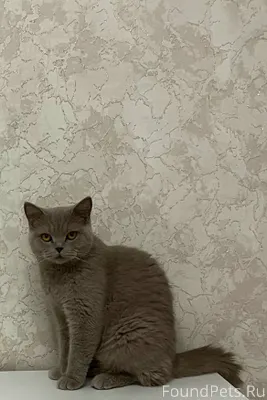 🚨Пропала британская кошка, лил...