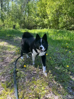 Потерялась собака в районе х.Г...